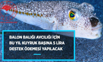 BALON BALIĞI AVCILIĞINA ÖNEMLİ DESTEK