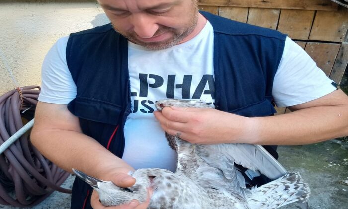 YARALI MARTI TEDAVİ EDİLDİ