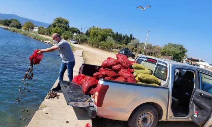 KAÇAK AVLANAN 2 TON MİDYE DENİZE DÖKÜLDÜ