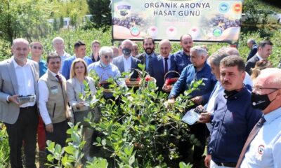 ŞENKÖY’DE ORGANİK ARONYA ŞENLİĞİ