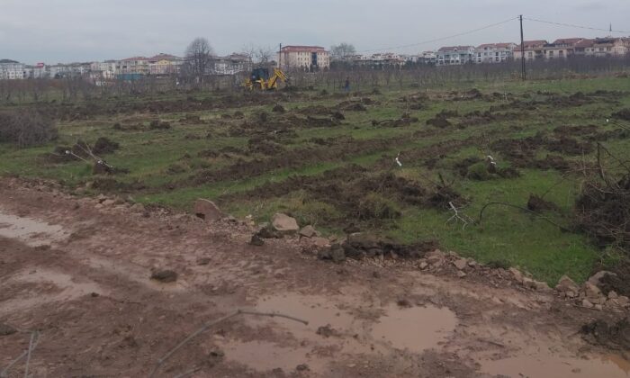 MEYVE AĞAÇLARININ KESİMİNE TEPKİ!