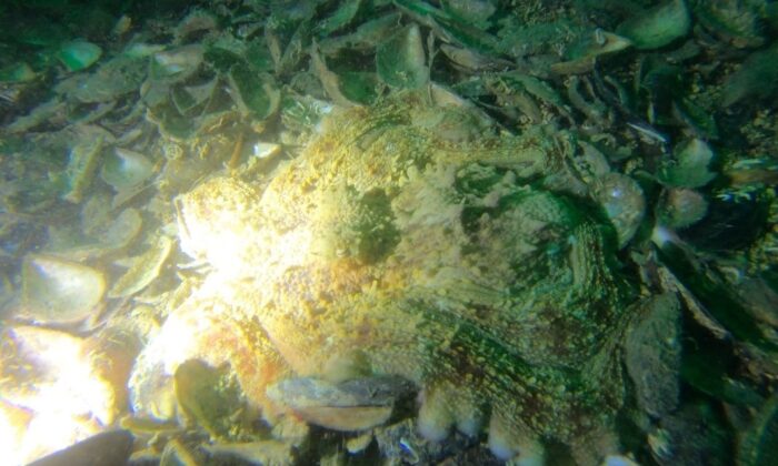 DENİZ POLİSİ ENDER TÜRLER KEŞFETTİ