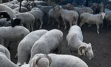 KURBAN PAZARI ÇİFTLİKKÖY'DE KURULACAK