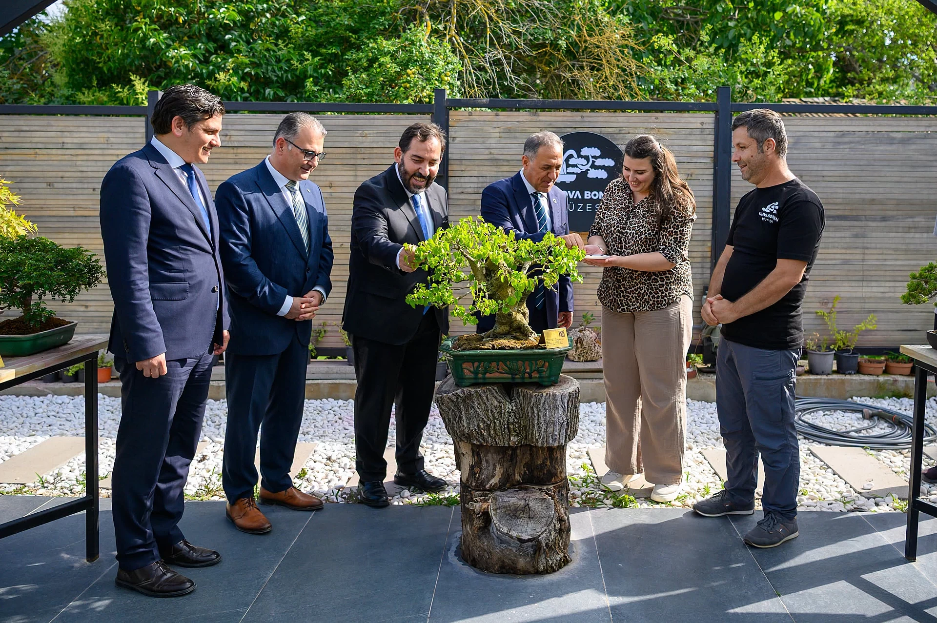 BONSAİ AĞACINDAN DUT HASADI
