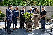 BONSAİ AĞACINDAN DUT HASADI