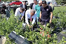 YABAN MERSİNİ HASADINA VALİ USTA'DA KATILDI