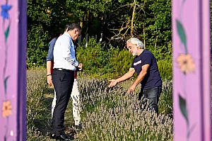 VALİ USTA LAVANTA BAHÇESİNE HAYRAN KALDI