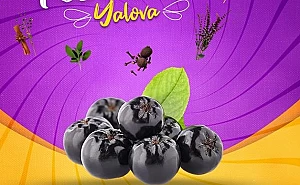 ARONYA FESTİVALİ 11 EYLÜL'DE YAPILACAK