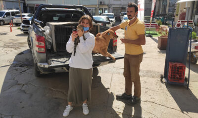 SOKAK HAYVANLARINA BAKIM YAPILDI