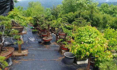 BONSAİ MÜZESİ, YALOVA’YI DÜNYAYA TANITABİLİR