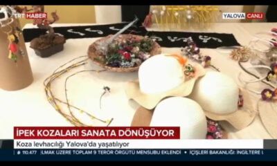 İPEK KOZA İŞLETMECİLİĞİ YALOVA’DA YAŞATILIYOR