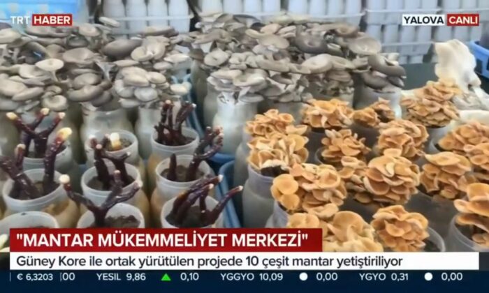 MANTAR MÜKEMMELİYET MERKEZİ YALOVA’DA KURULDU