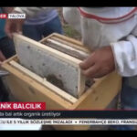 YALOVA’DA BAL ORGANİK ÜRETİLİYOR