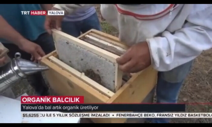 YALOVA’DA BAL ORGANİK ÜRETİLİYOR