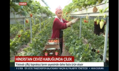 HİNDİSTAN CEVİZİ KABUĞUNDA ÇİLEK