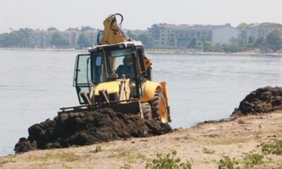 ÇİFTLİKKÖY SAHİLİNDE YOSUNLAR TEMİZLENİYOR
