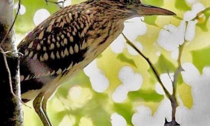 HERSEK LAGÜNÜNDE KUŞ TÜRÜ 230’A ÇIKTI