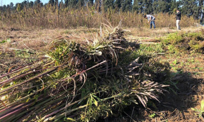 ENDÜSTRİYEL KENEVİRİN HASADI YAPILDI