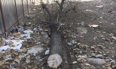 BELEDİYEDEN AĞAÇ KESİMİNE TEPKİ!