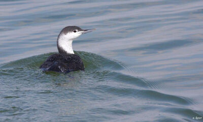 HERSEK LAGÜNÜNDE YENİ BİR KUŞ TÜRÜ GÖZLEMLENDİ