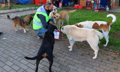 2 GÜNDE 375 KİLO MAMA DAĞITILDI