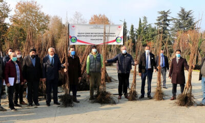 CEVİZ VE TRABZON HURMASI FİDANI DAĞITILDI