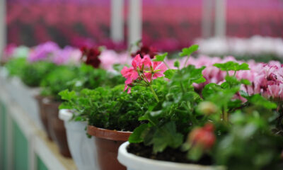 FUAR YERLİ ÜRETİCİLERİ HEDEF PAZARLARA TAŞIYACAK