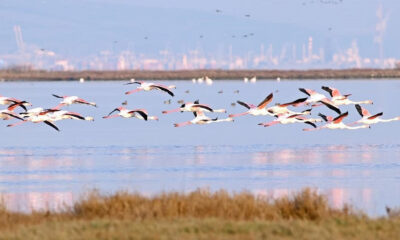 KUŞ OTELİ MİSAFİRLERİNİ AĞIRLIYOR