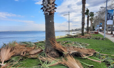 PALMİYE AĞAÇLARI KIŞLIK BAKIMA ALINDI