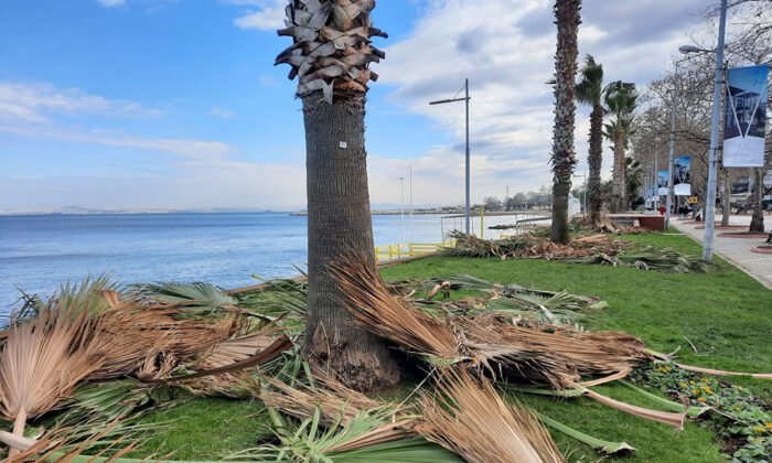 PALMİYE AĞAÇLARI KIŞLIK BAKIMA ALINDI