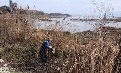 HERSEK LAGÜNÜNDE KUŞLAR YEMLENEREK BESLENDİ