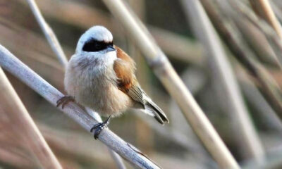 KUŞ TÜRLERİNİN YARISI HERSEK LAGÜNÜNDE