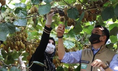 YALOVA, KİVİ ÜRETİMİNDE TÜRKİYE’NİN LİDERİ