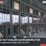 SOKAK HAYVANLARI SAHİPLENDİRİLİYOR