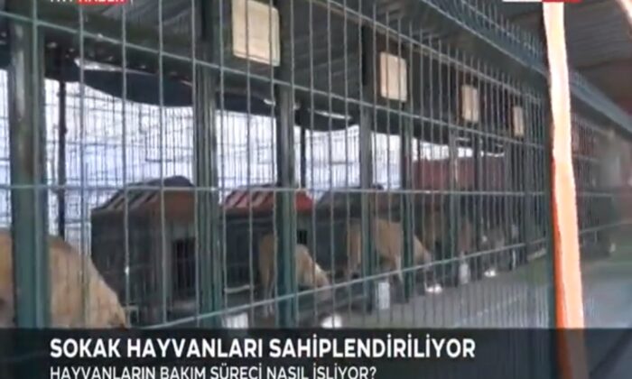 SOKAK HAYVANLARI SAHİPLENDİRİLİYOR