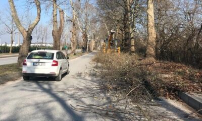 TARİHİ ÇINAR AĞAÇLARI BAKIMA ALINDI