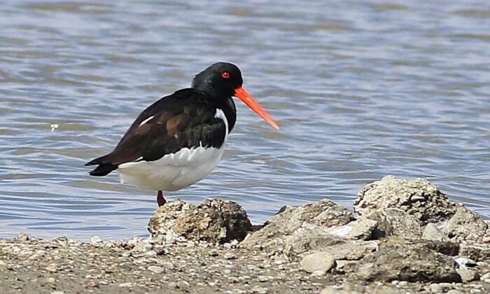 HERSEK LAGÜNÜNDE KUŞ SAYIMI YAPILDI