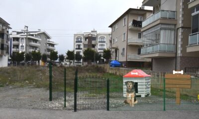 ALTINOVA’DA SOKAK HAYVANLARINA ÖZEL PROJE