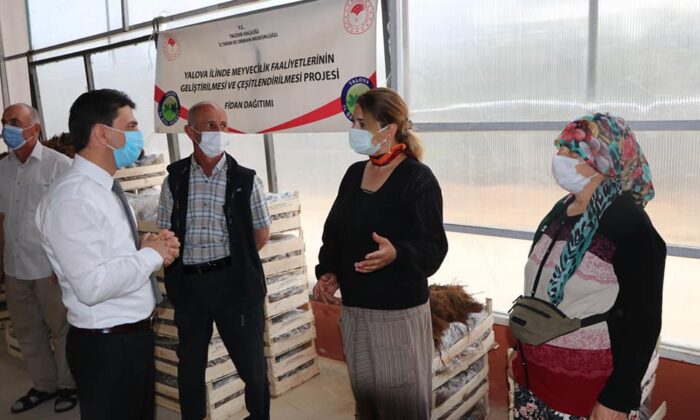 ARMUTLU’DA ÇİFTÇİYE 50 BİN ÇİLEK FİDESİ DAĞITILDI