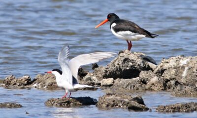 KUŞLARIN TERCİHİ HERSEK LAGÜNÜ