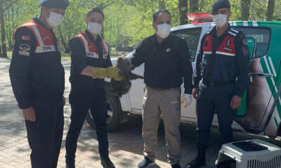 SEVİMLİ AYI YAVRUSU KORUMA ALTINDA