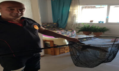 EBABİL KUŞU İTFAİYE TARAFINDAN KURTARILDI