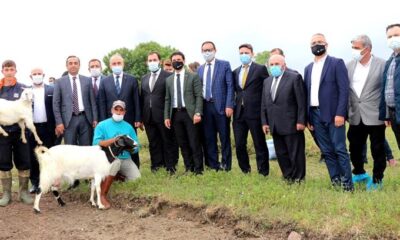 İLYASKÖY MERASI OTLATMAYA AÇILDI