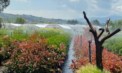 YALOVA’DA SULAMA SEZONU BAŞLADI