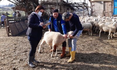 313 BİN TL ANAÇ KOYUN DESTEKLEMESİ ÖDENECEK