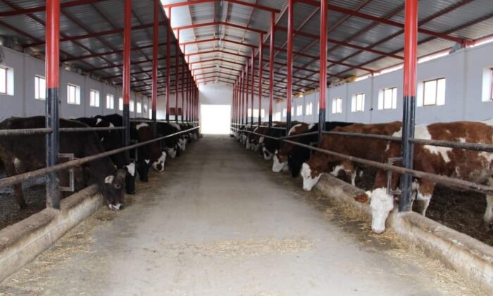 HAYVANCILIK YATIRIMLARINI DESTEKLEME MÜRACAATLARI BAŞLADI