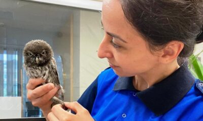 SEVİMLİ BAYKUŞ KORUMA ALTINDA