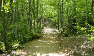 ORMANLIK ALANLARA GİRİŞ ÇIKIŞLAR KISITLANDI