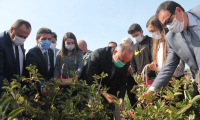 YALOVA ARONYASI COĞRAFİ İŞARET ALDI