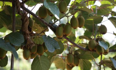 KİVİNİN SATIŞ FİYATI BELLİ OLDU